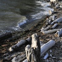 Camano Island State Park - All You Need to Know BEFORE You Go (2024)