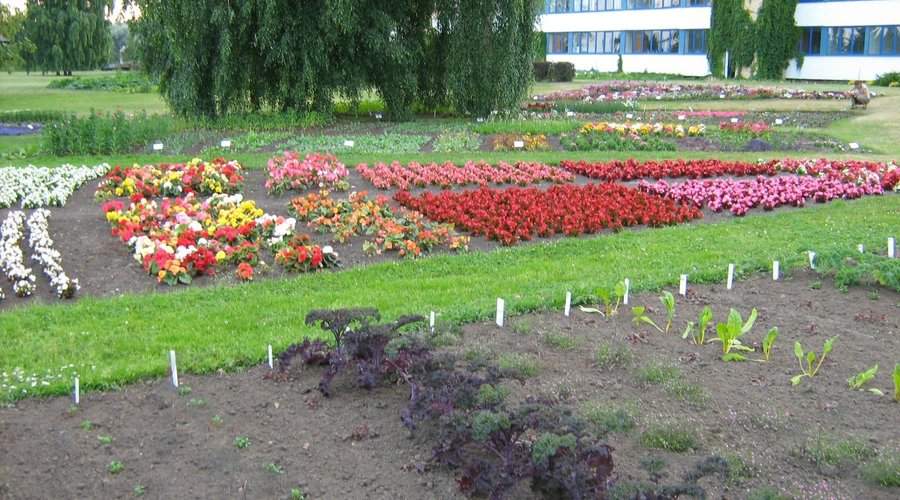 Делянки в дендрологическом парке в Булдури