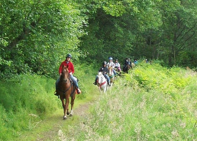 Lang's Horse and Pony Farm image