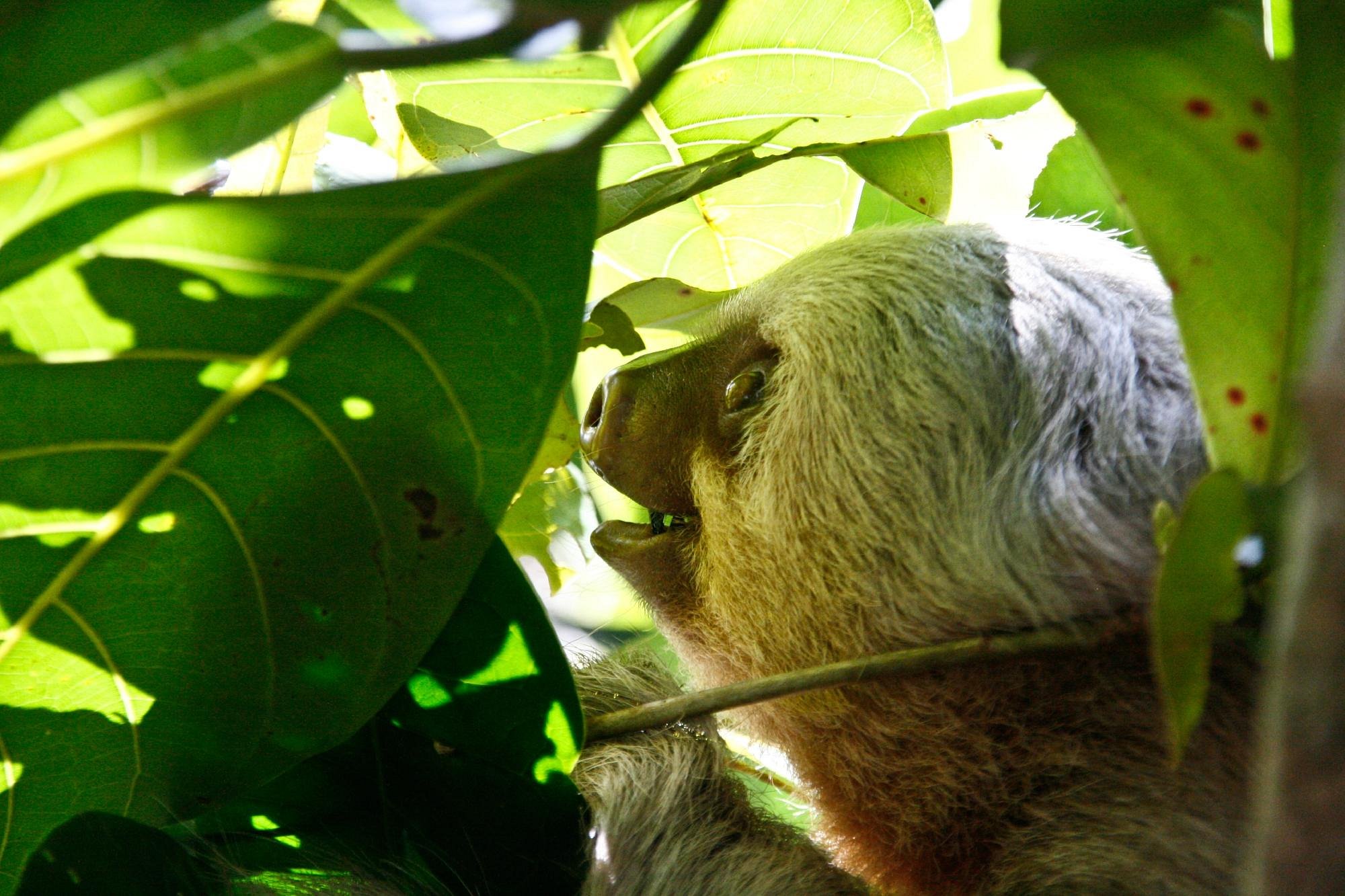 aguila tours manuel antonio