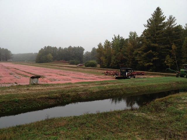 Cranberry Discovery Center image