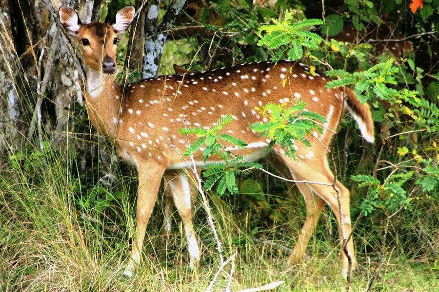 Wilpattu National Park image