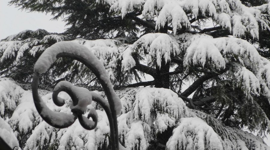 Neve sull'albero secolare
