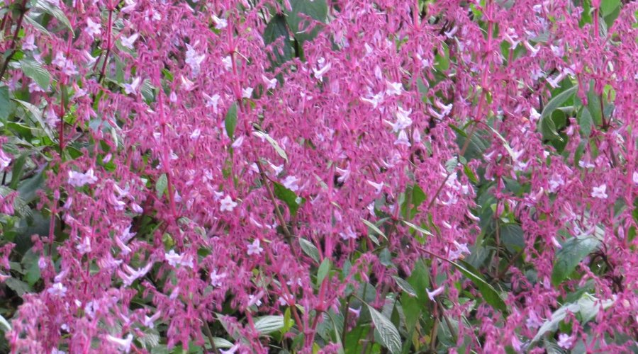 Pink Nelu flowers