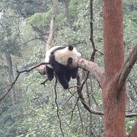 Bifengxia Panda Reserve (Ya'an) - All You Need to Know BEFORE You Go