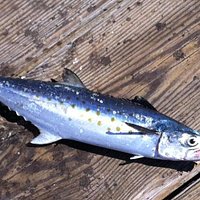 Spanish mackerel