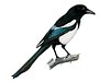 livermagpie