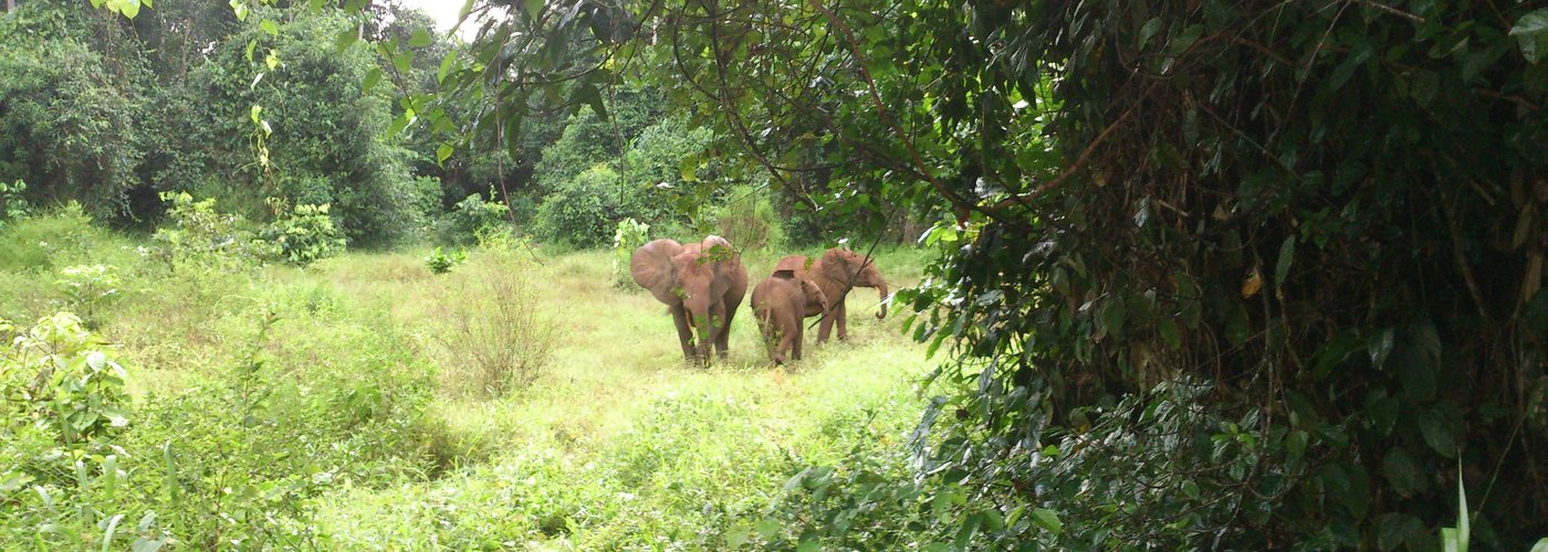 elephants