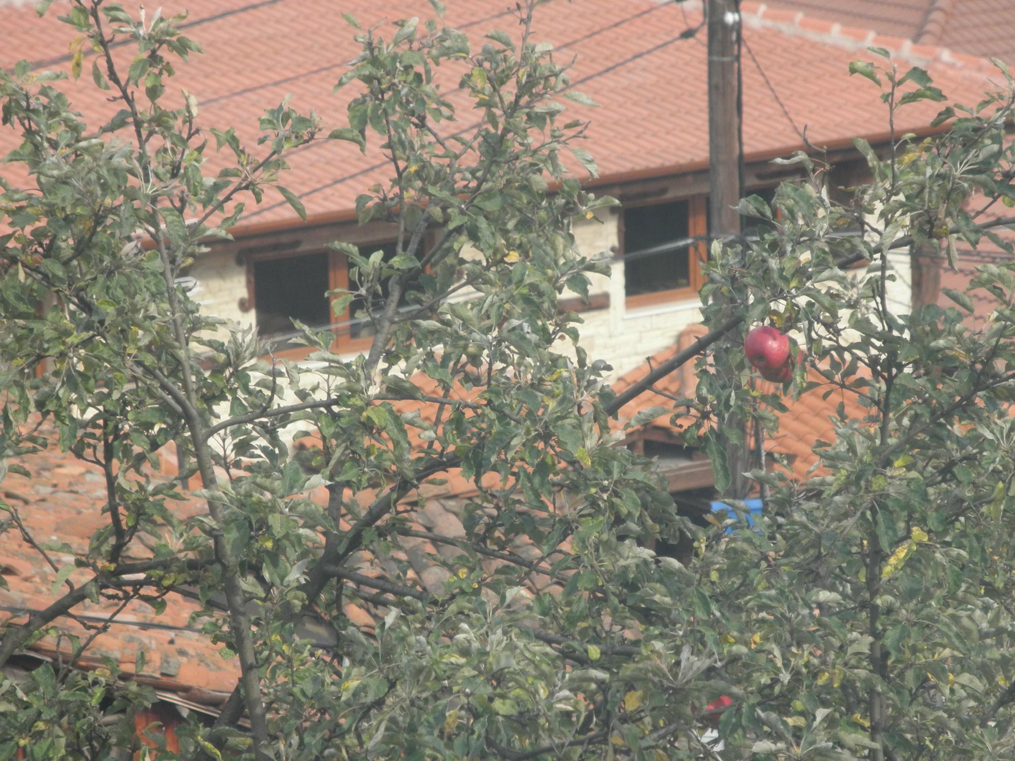 Hotel photo 8 of Gozbarov House.