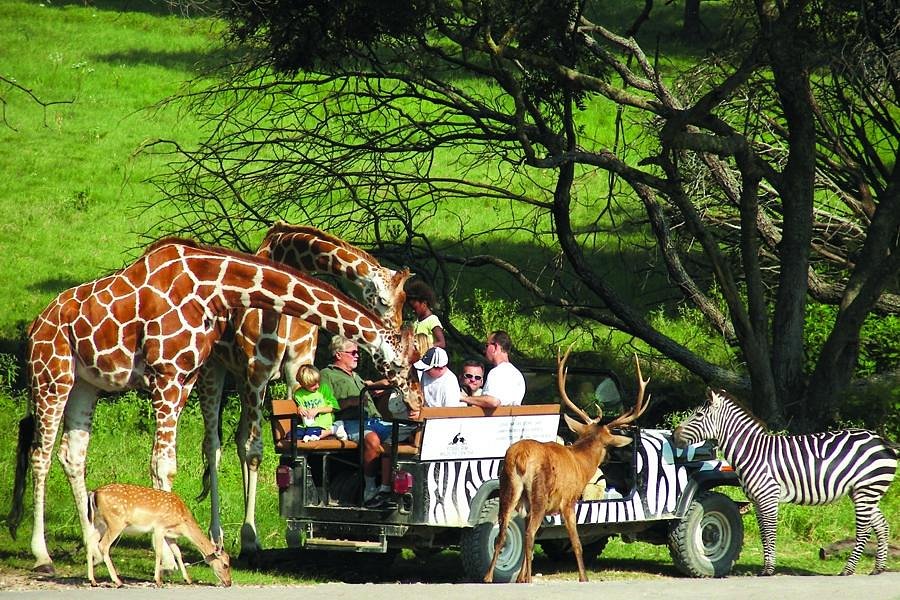 Fossil Rim Wildlife Center (Glen Rose) - All You Need to Know BEFORE You Go Fossil Rim Wildlife Center (Glen Rose) - All You Need to Know BEFORE You Go