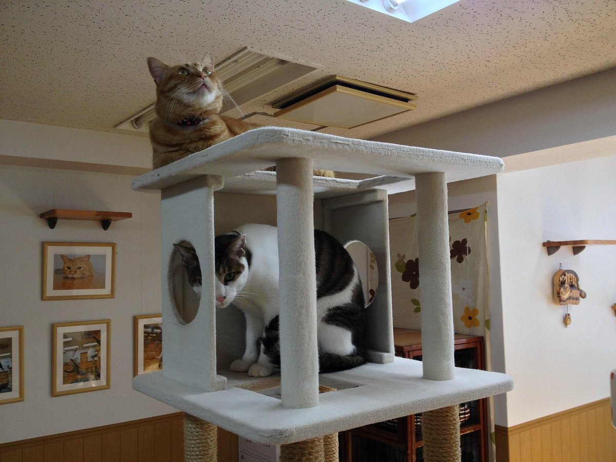 The Four Best Cat Cafes in Kyoto — The Neighbor's Cat