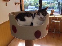 The Four Best Cat Cafes in Kyoto — The Neighbor's Cat