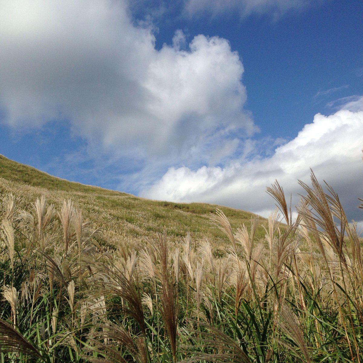 INATORI HOSONO KOGEN (Higashiizu-cho) - All You Need to Know BEFORE You Go