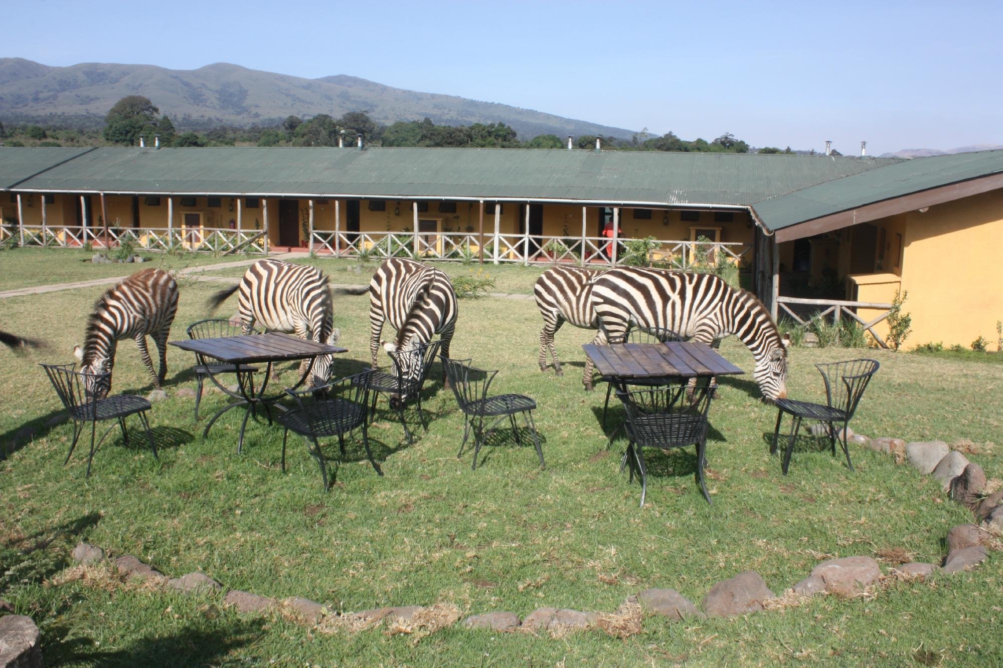 Ngorongoro Rhino Lodge by null