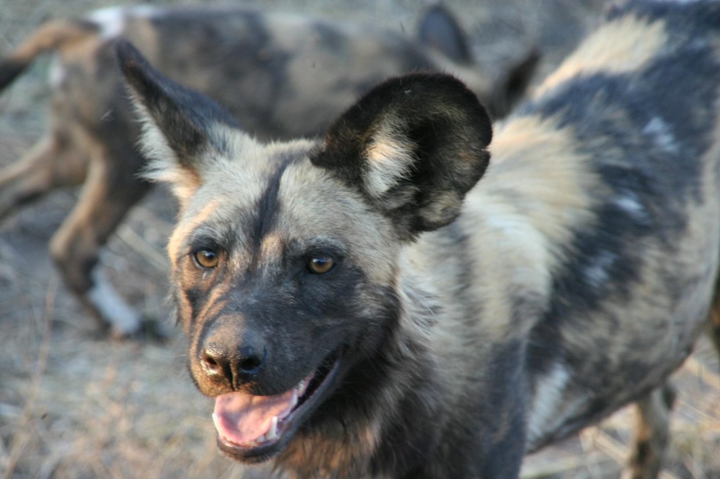 LINYANTI BUSH CAMP - Campground Reviews (Botswana/Linyanti Reserve)