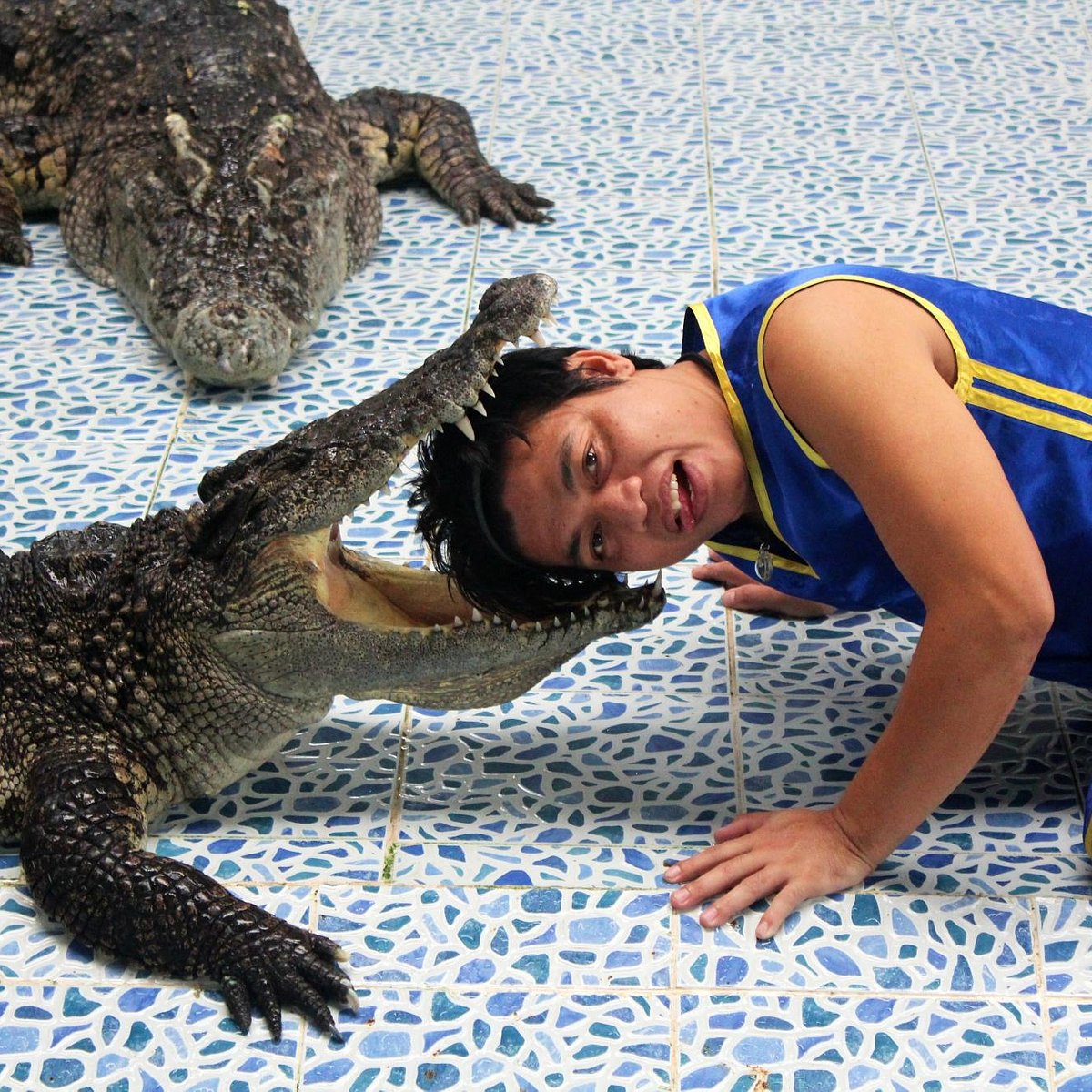 Crocodile & Snake Show Koh Chang (Ko Chang) - All You Need to Know BEFORE  You Go