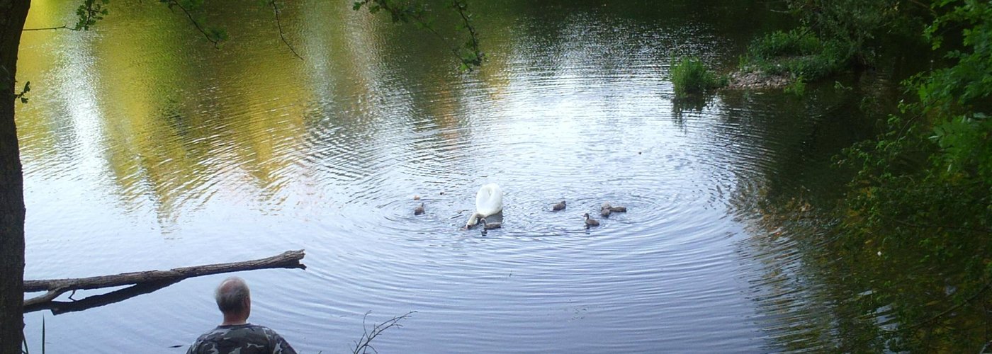 le paradis des cygnes