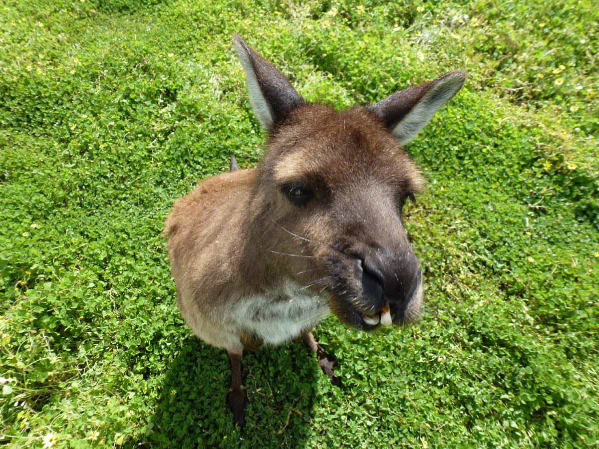 Kangaroo Island Wildlife Park, Seddon: лучшие советы перед посещением -  Tripadvisor