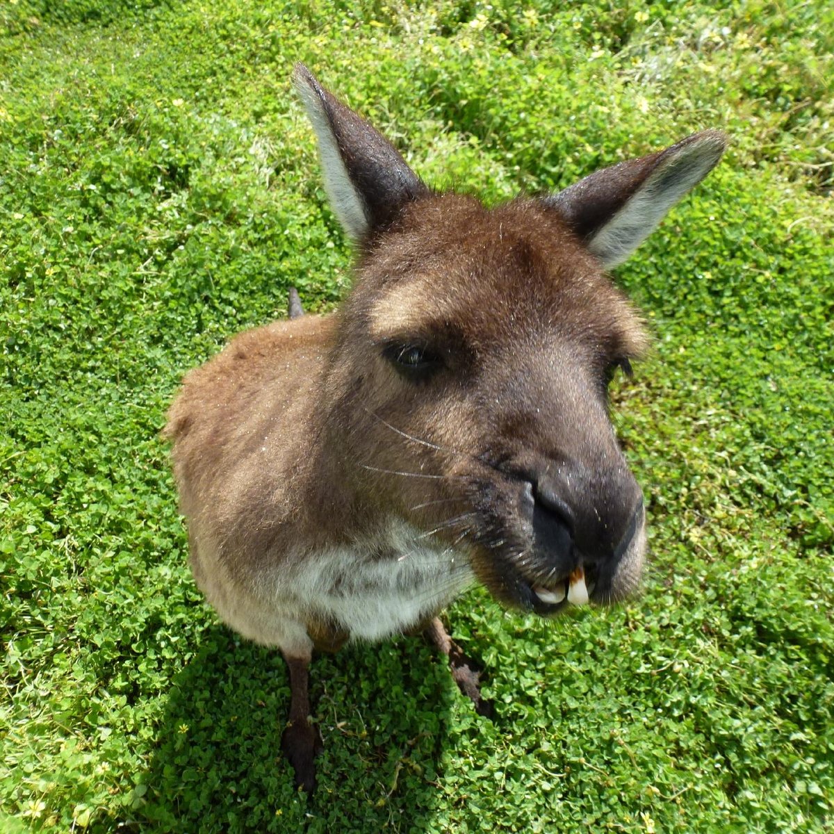 Kangaroo Island Wildlife Park, Seddon: лучшие советы перед посещением -  Tripadvisor