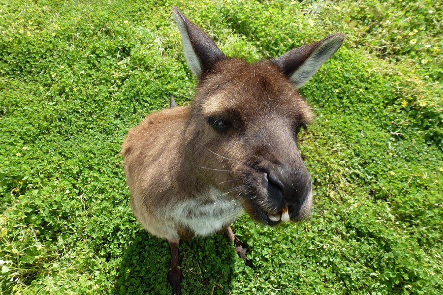 kangaroo island wildlife park private tour