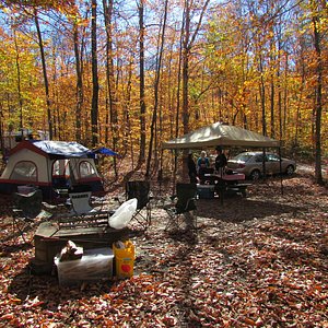 are dogs allowed in nys campgrounds