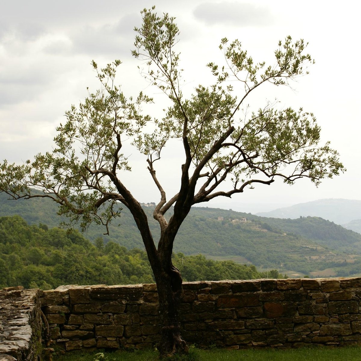 Groznjan Hilltop village of artists, Istria, Croatia - 2021 All You ...