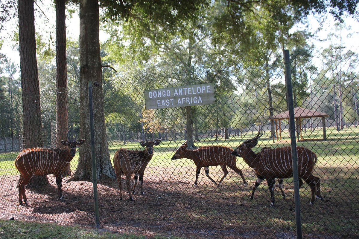 White Oak Conservation Center (Yulee) - All You Need to Know BEFORE You Go White Oak Conservation Center (Yulee) - All You Need to Know BEFORE You Go