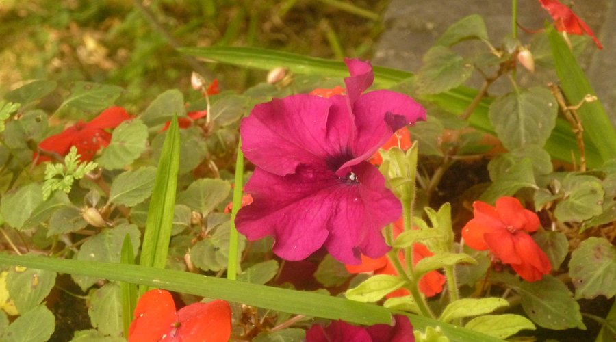 PLANTA
