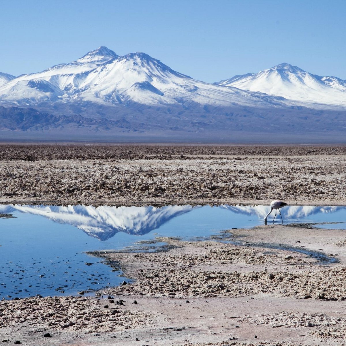 Salar de Atacama (Antofagasta) - 2022 Qué saber antes de ir - Lo más comentado por la gente - Tripadvisor