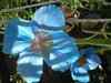 relaxedgardener