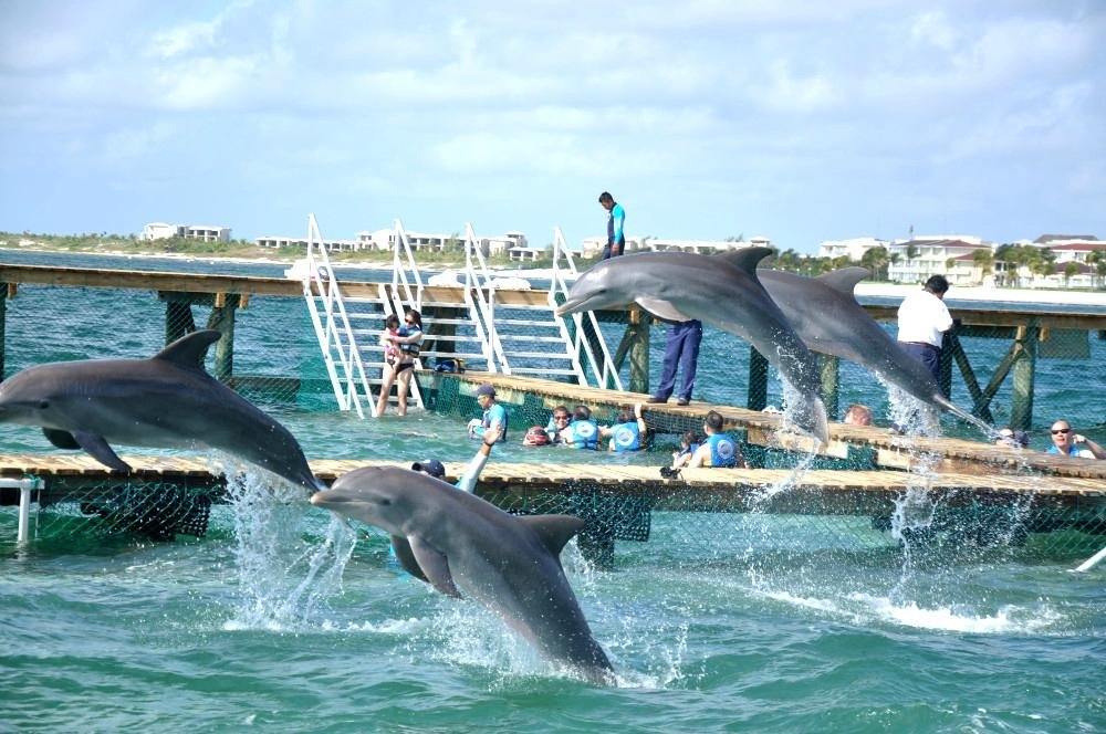 dolphin cove cancun