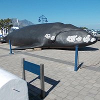 Life size model of Southern Right Whale outside museum