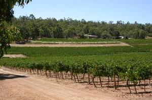 Hainault Vineyard All You Need to Know BEFORE You Go 2024