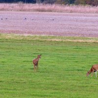 Jasper-Pulaski Fish and Wildlife Area - All You Need to Know BEFORE You ...