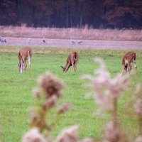 Jasper-Pulaski Fish and Wildlife Area - All You Need to Know BEFORE You ...