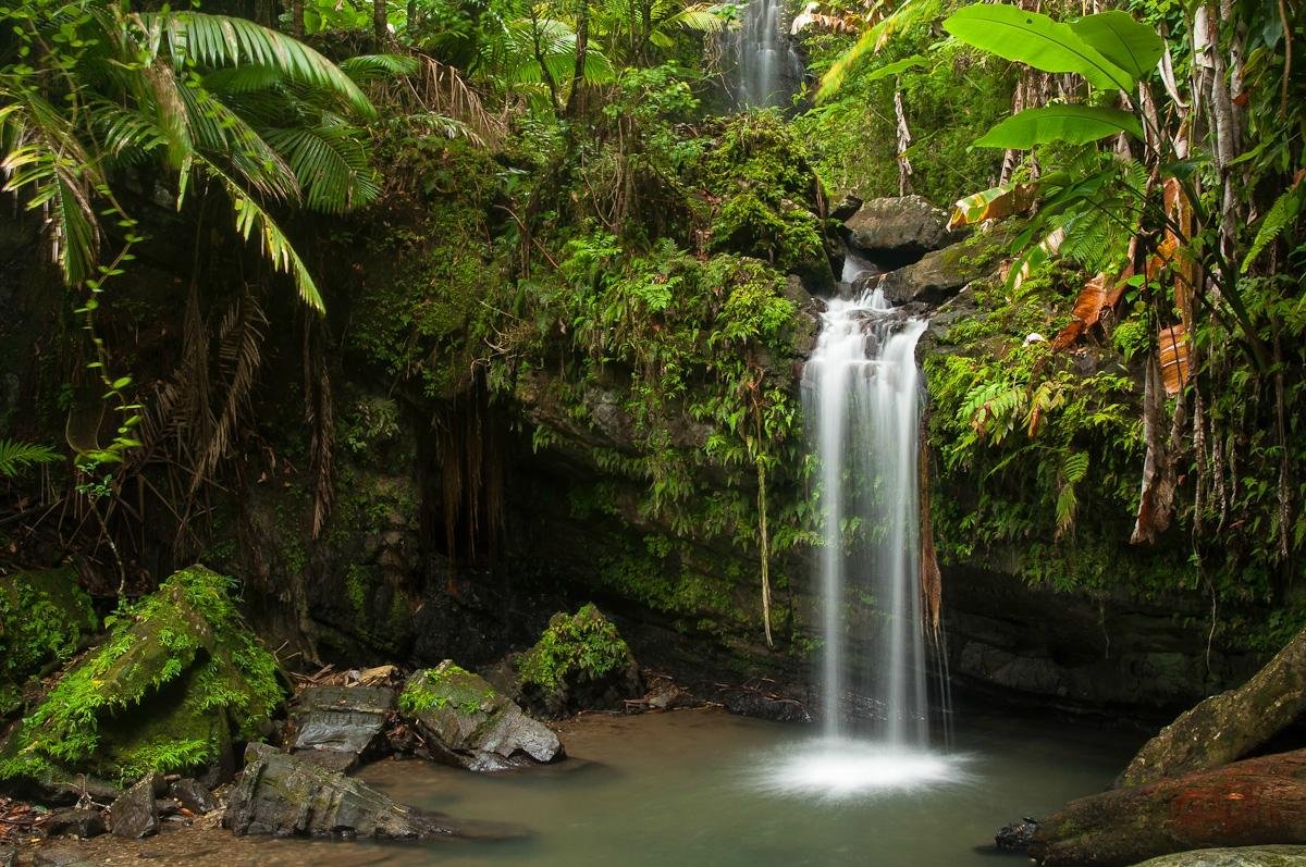 Island Walkers - El Yunque (San Juan) - All You Need to Know BEFORE You Go