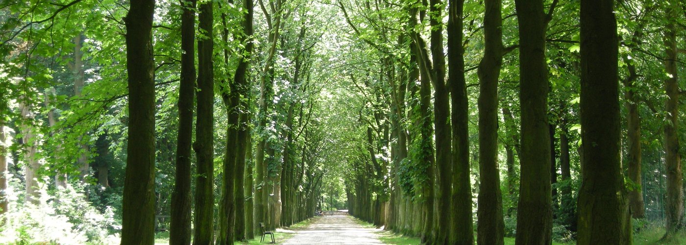 Leafy footpaths