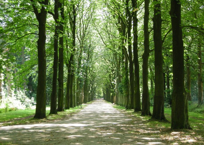 Leafy footpaths