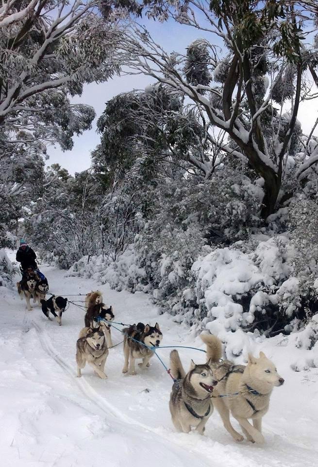 howling husky sled dog tours