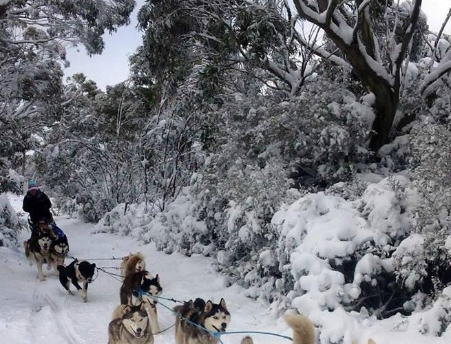 howling husky sled dog tours