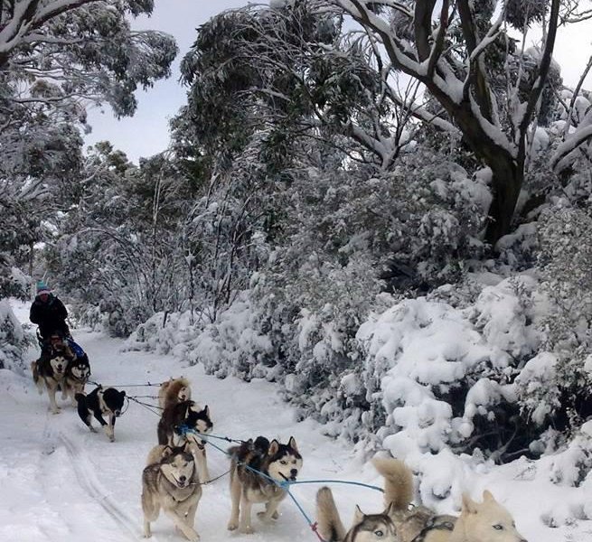 howling husky sled dog tours