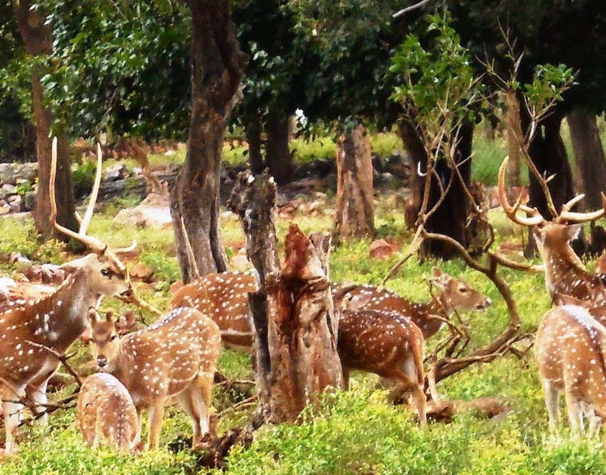 Deer Park