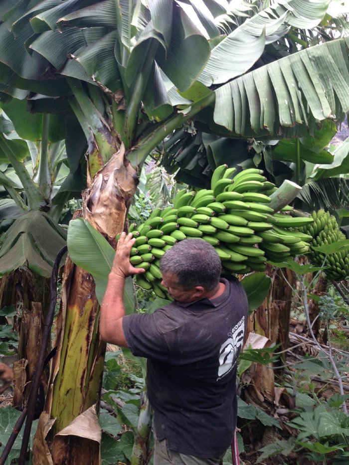 Imagen 3 de Ecofinca Platanológico