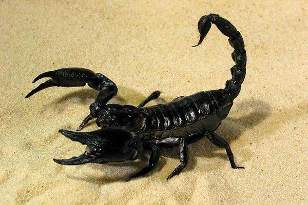 королевский скорпион