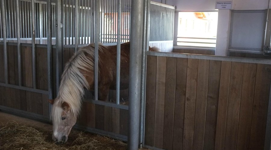 Cheval en étable