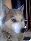 MichiVirgo
