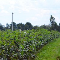 Lush fields of raspberries!