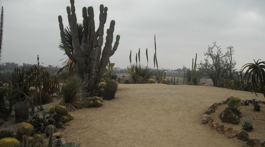 Cactus scene 1