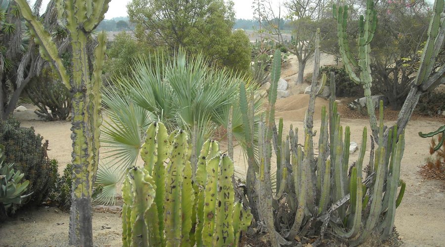 Cactus scene 3