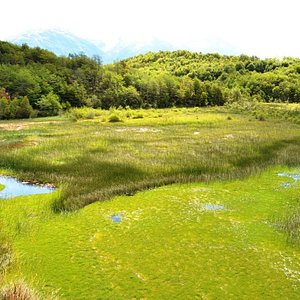 A wetland ecosystem near to the ecocamp Tsonek A beautiful place, plenty of pristine life!!